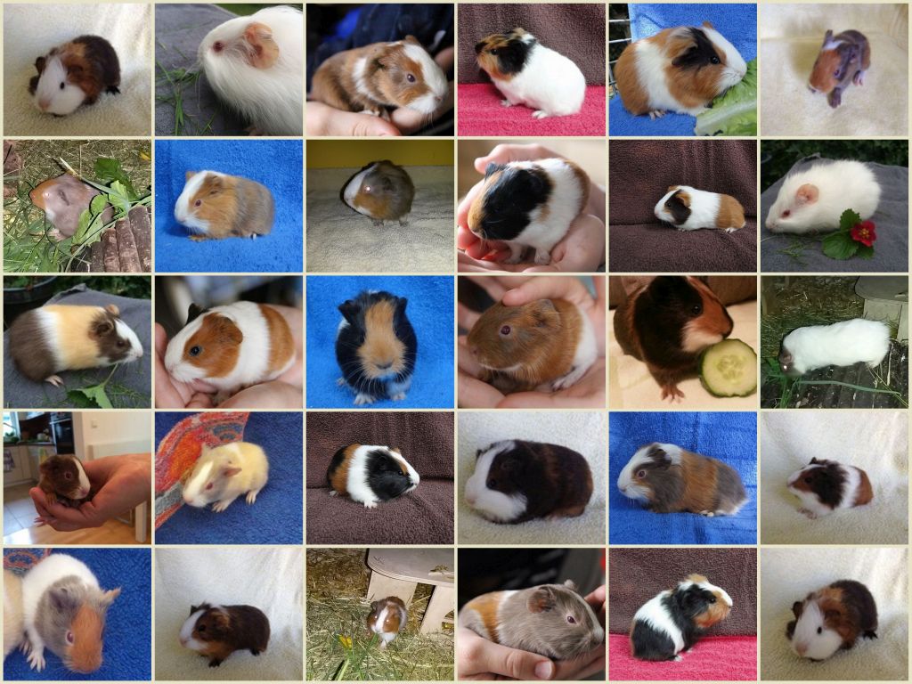 CollageBabiesRott