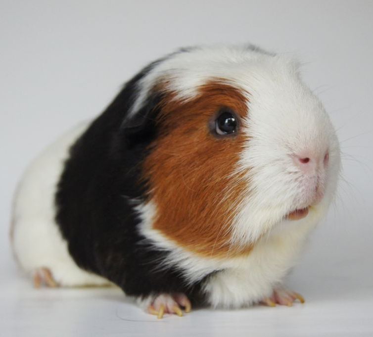 Paul1