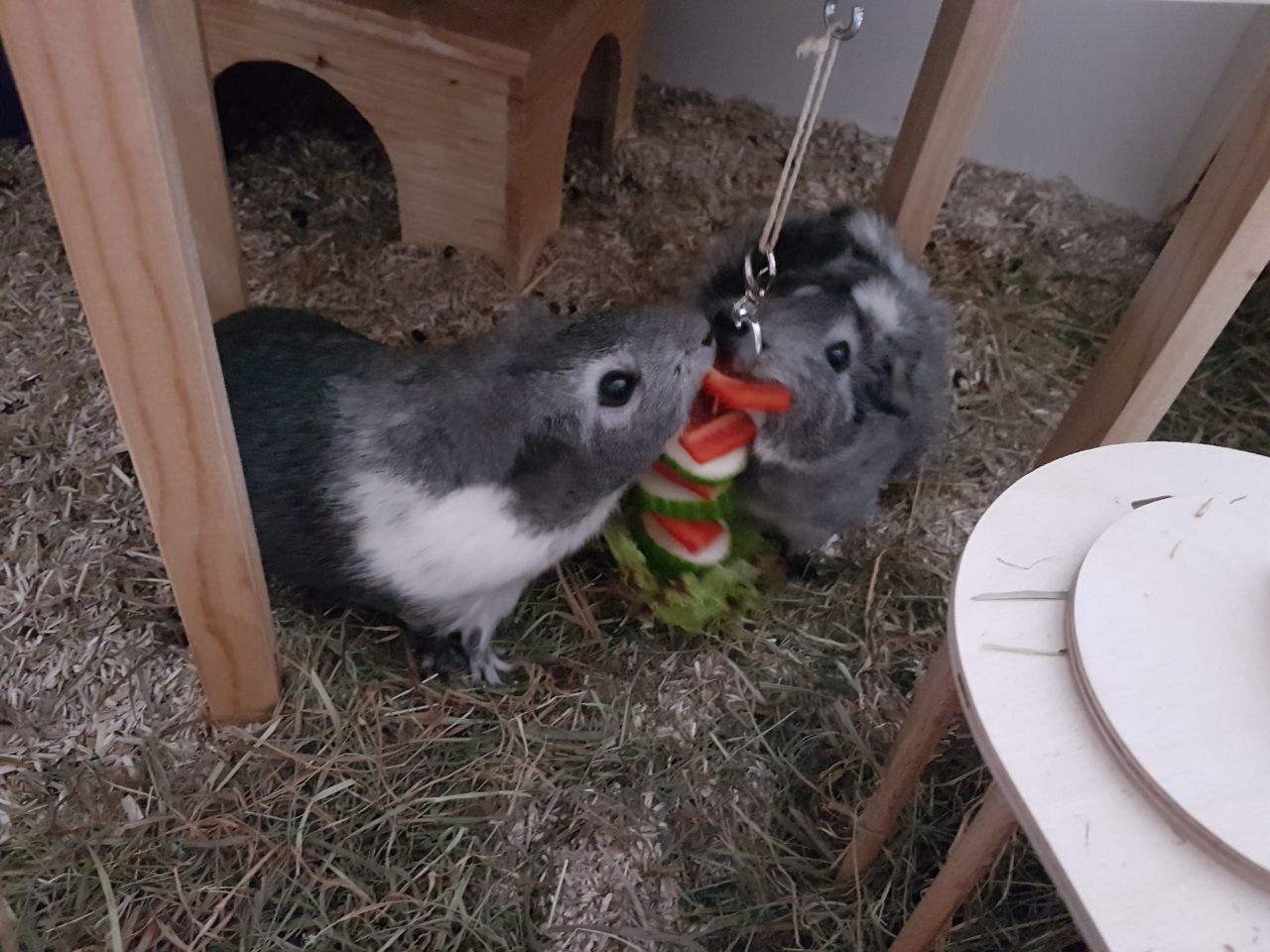 SpeedyMarie1707141