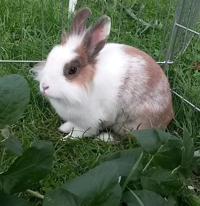 Peanut 210817 1