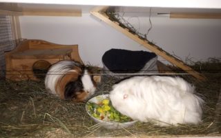 Lotti18020701