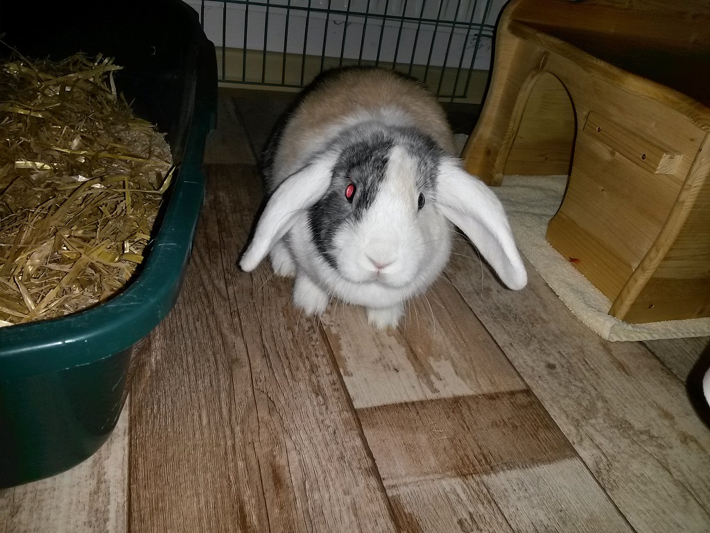 Babsi 2 12102017
