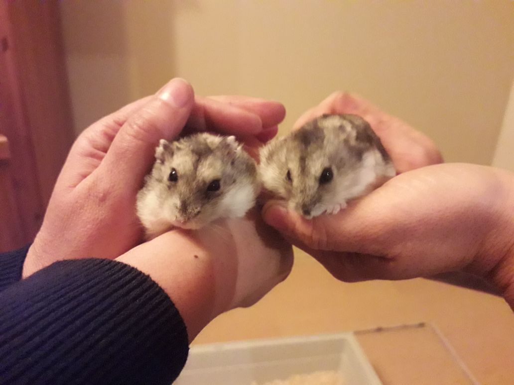 Hamster