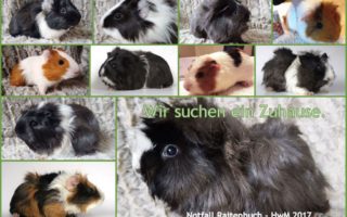 RaitenbuchCollage