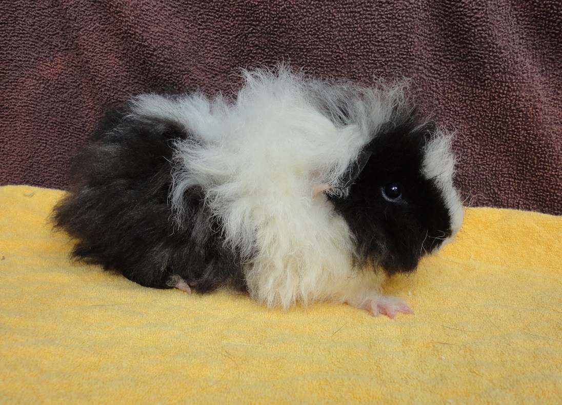 Balu18051404