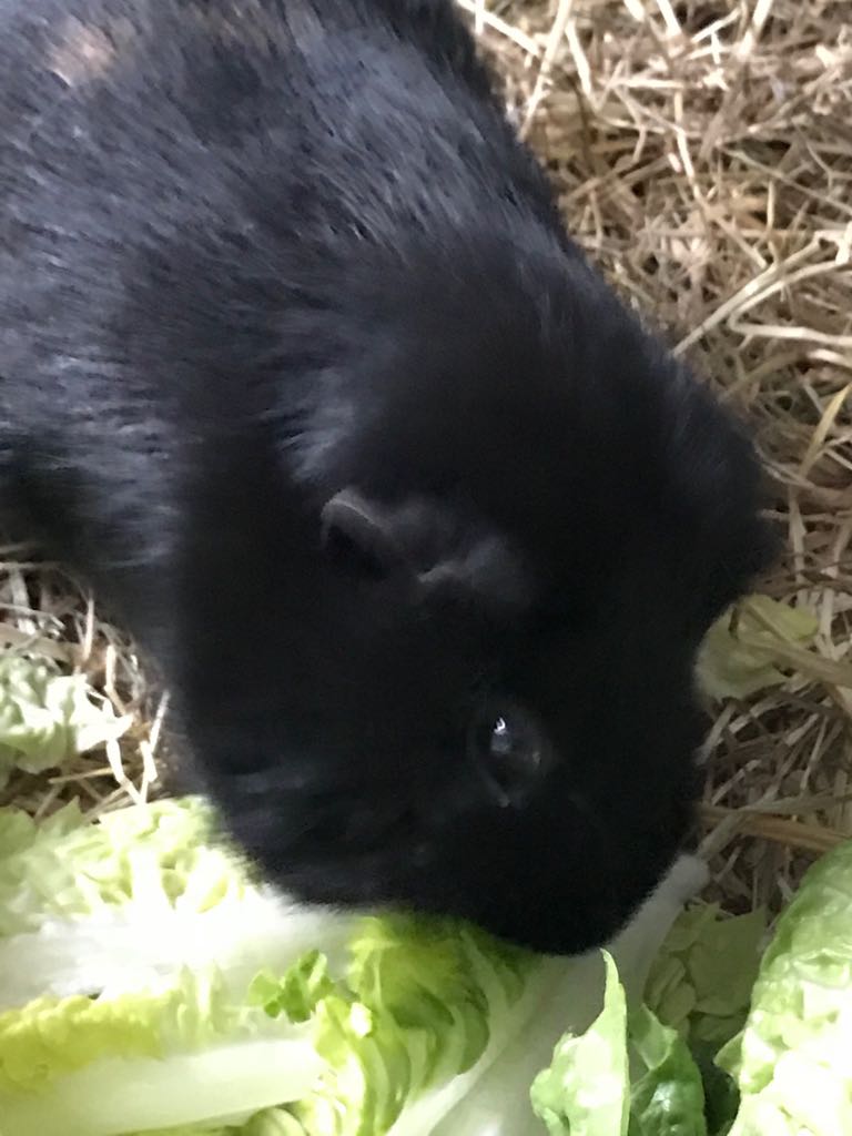 Brownie
