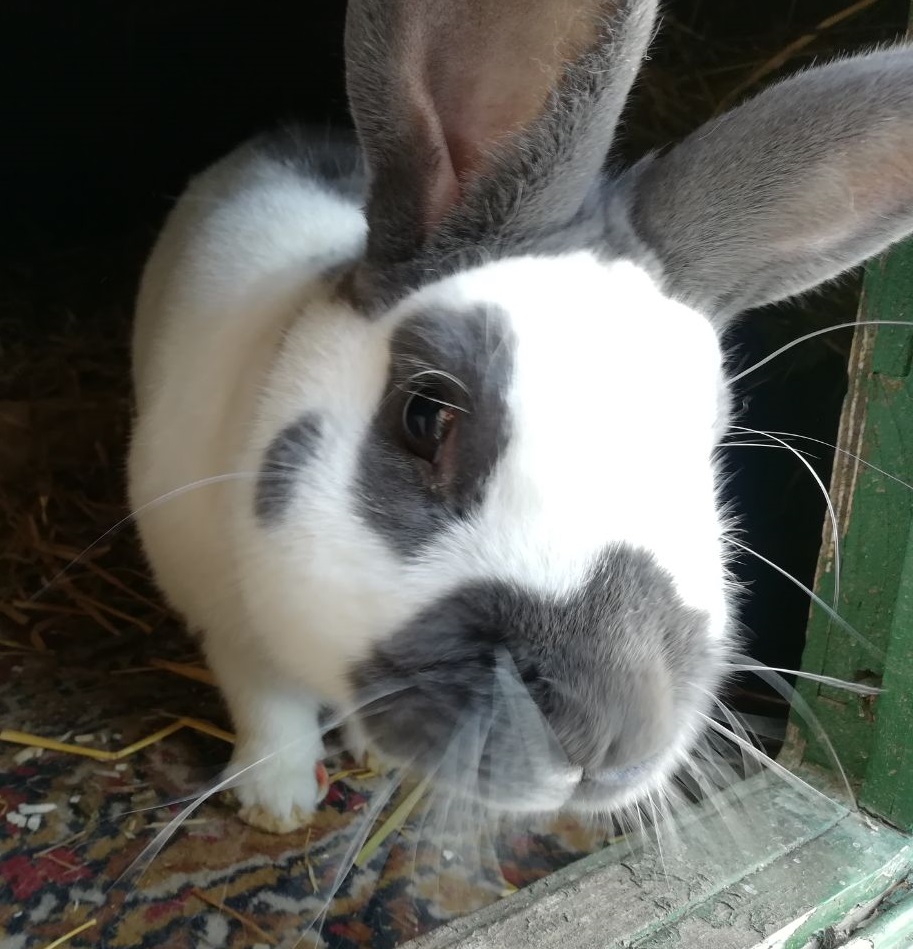 Fritzi1803043