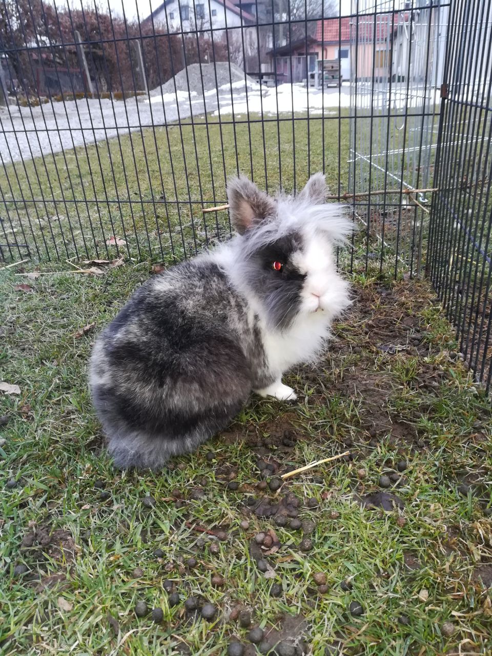 Maedi1803071