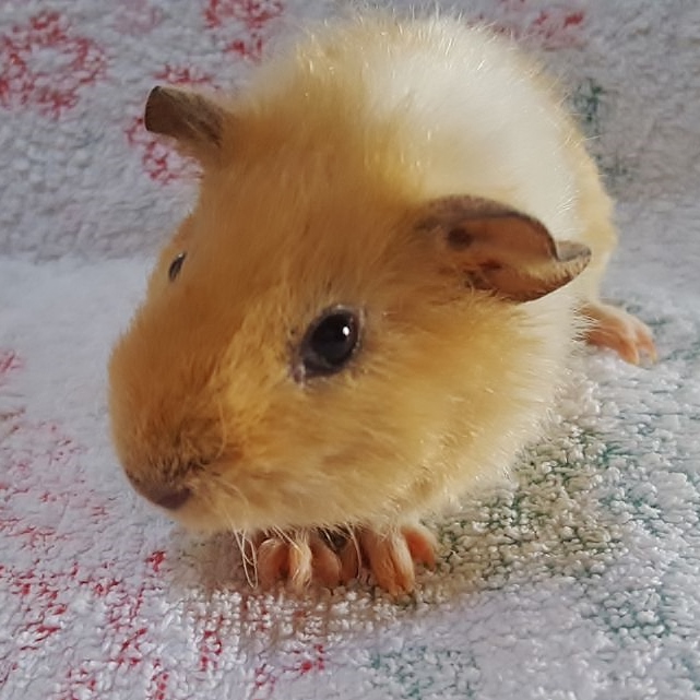 Melba1803283