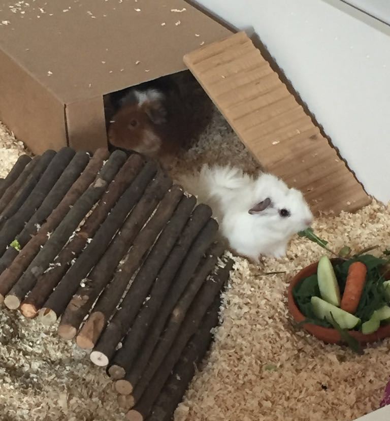 MonroePeeches18042304
