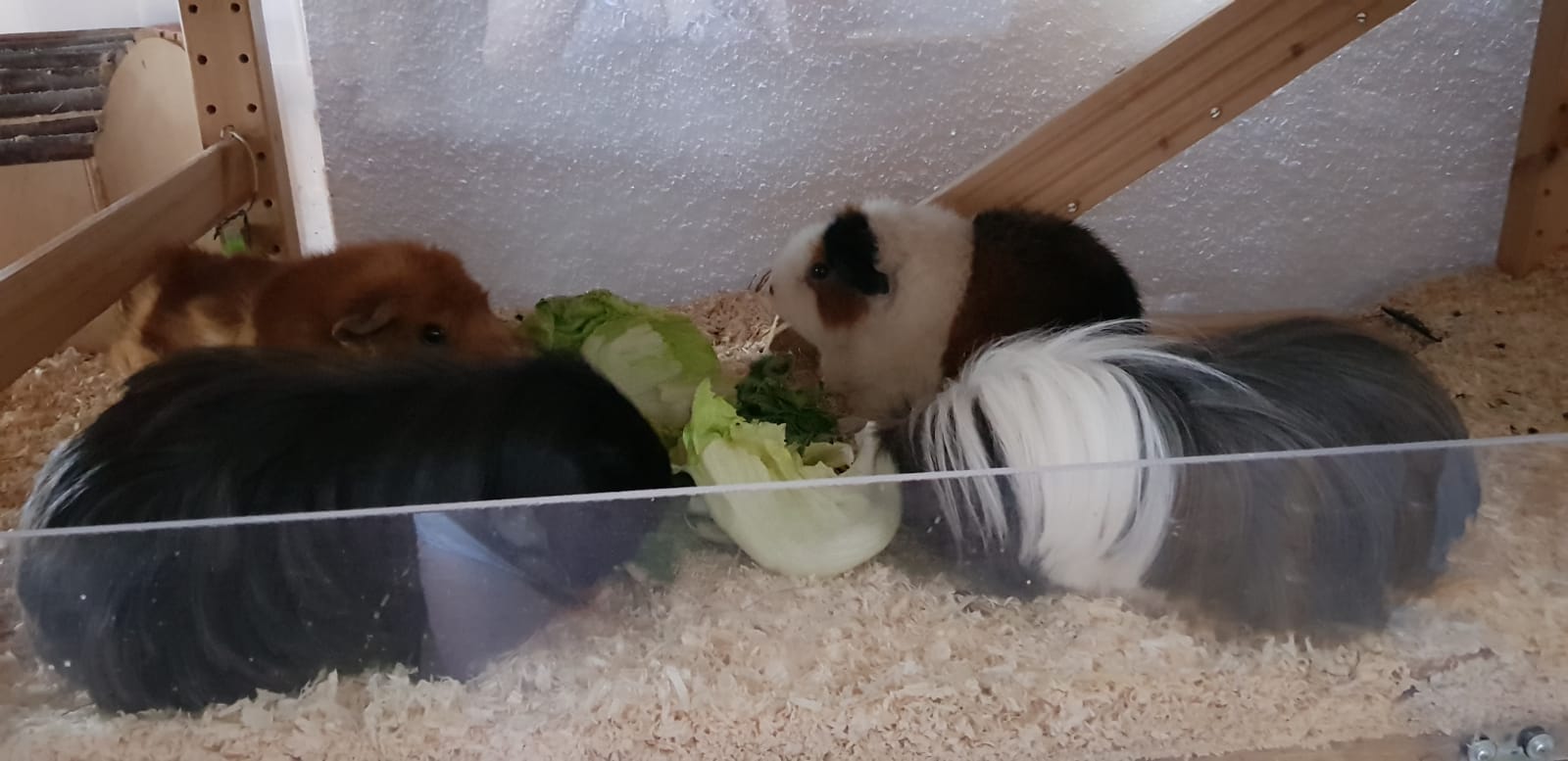 Pumba18100402
