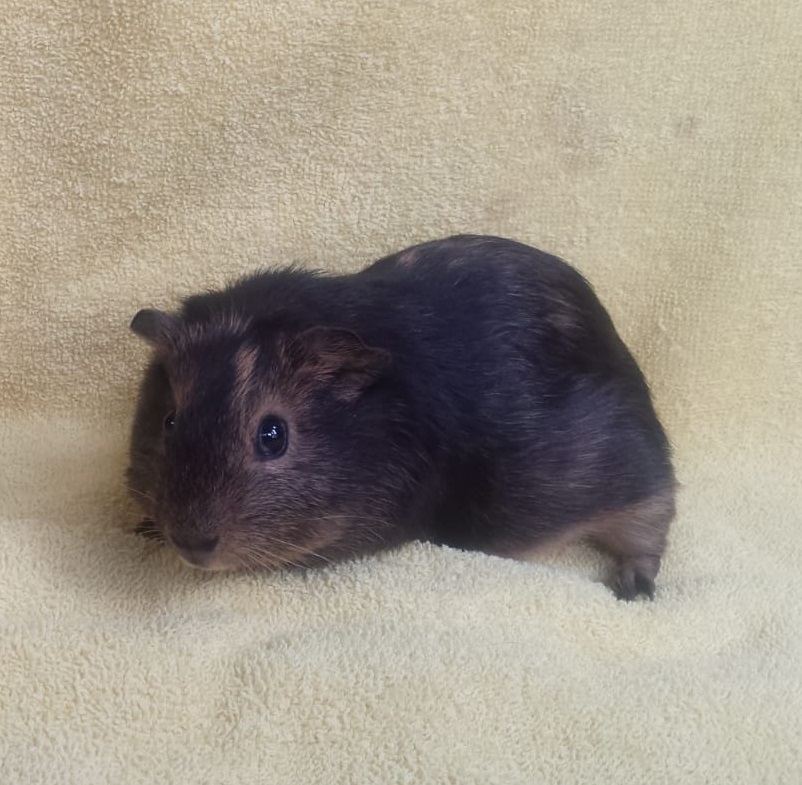 Schoki