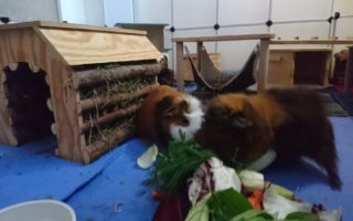 Charlie18102902