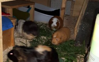 Schnuffi18092301