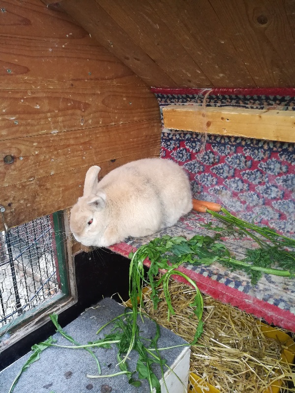 Bunny