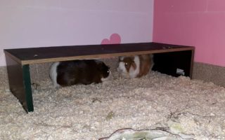 SolitoFleckchen19010301
