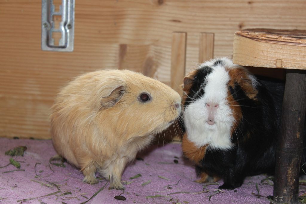 Buttercup8