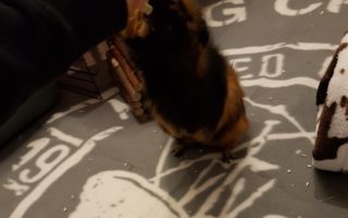 Hubert19030302