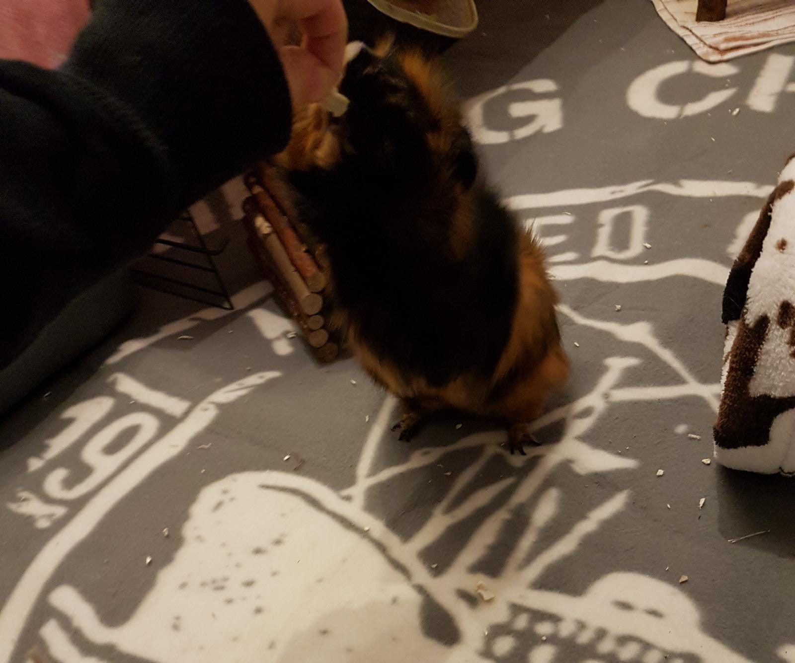 Hubert19030302