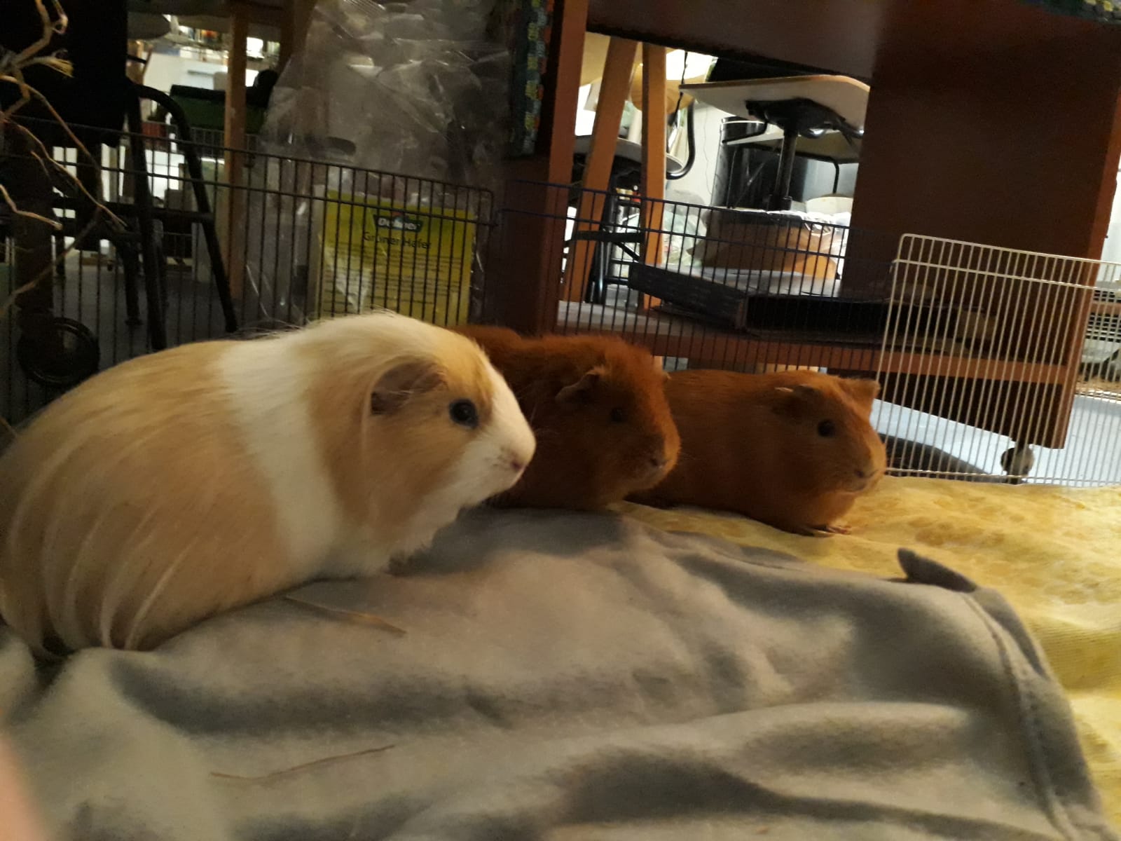 Olaf19010602