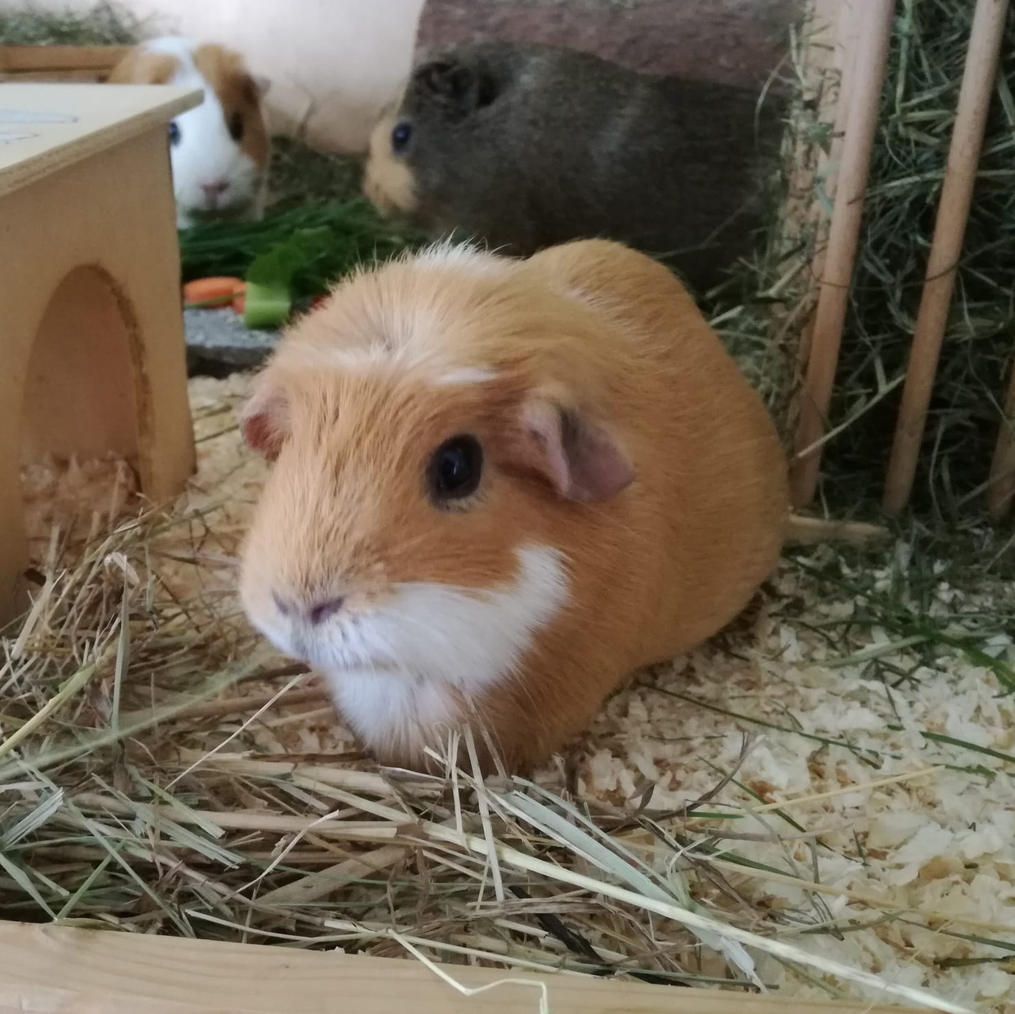 Buffy1812302