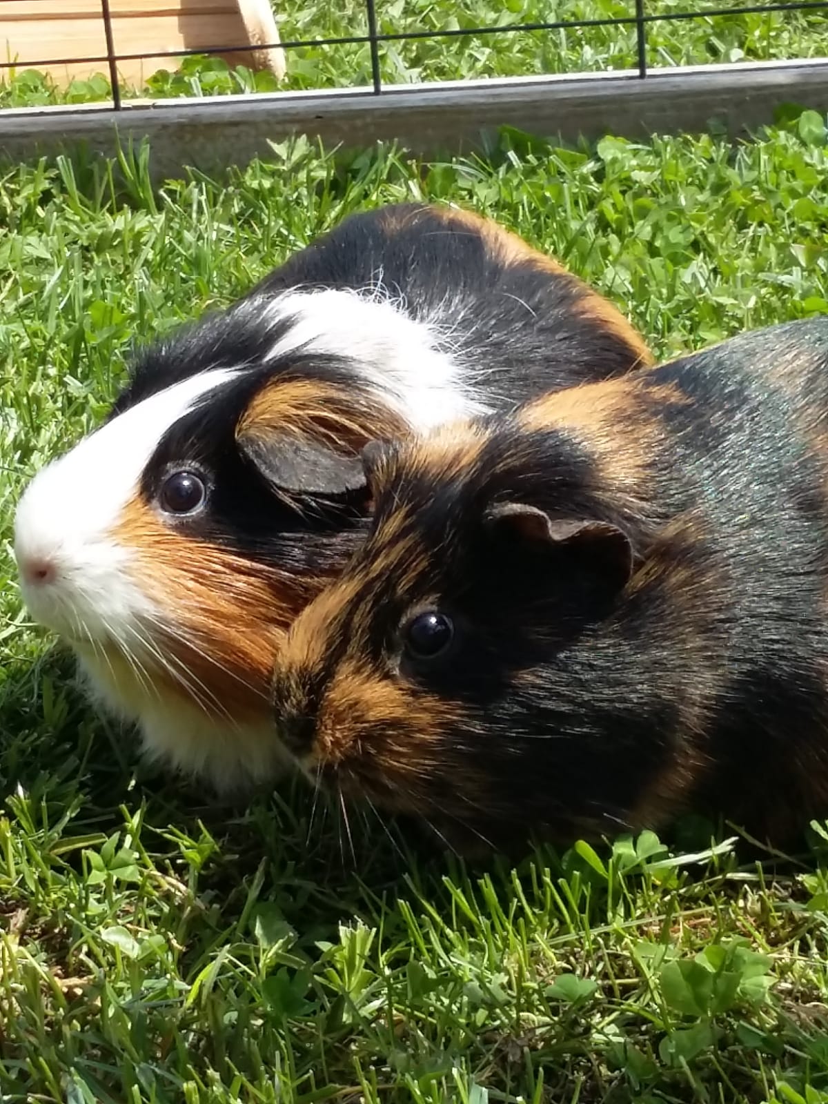 Betty19051801