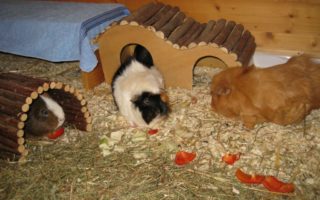 Lee und Elfriede18