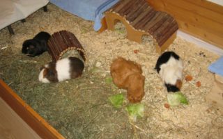 Lee und Elfriede21