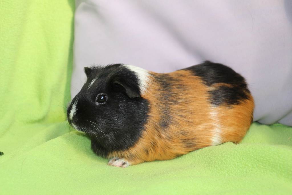 Evi3