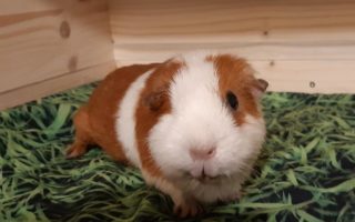 Brownie19110201.jp2