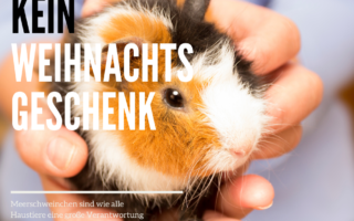 KeinWeihnachtsgeschenk22019