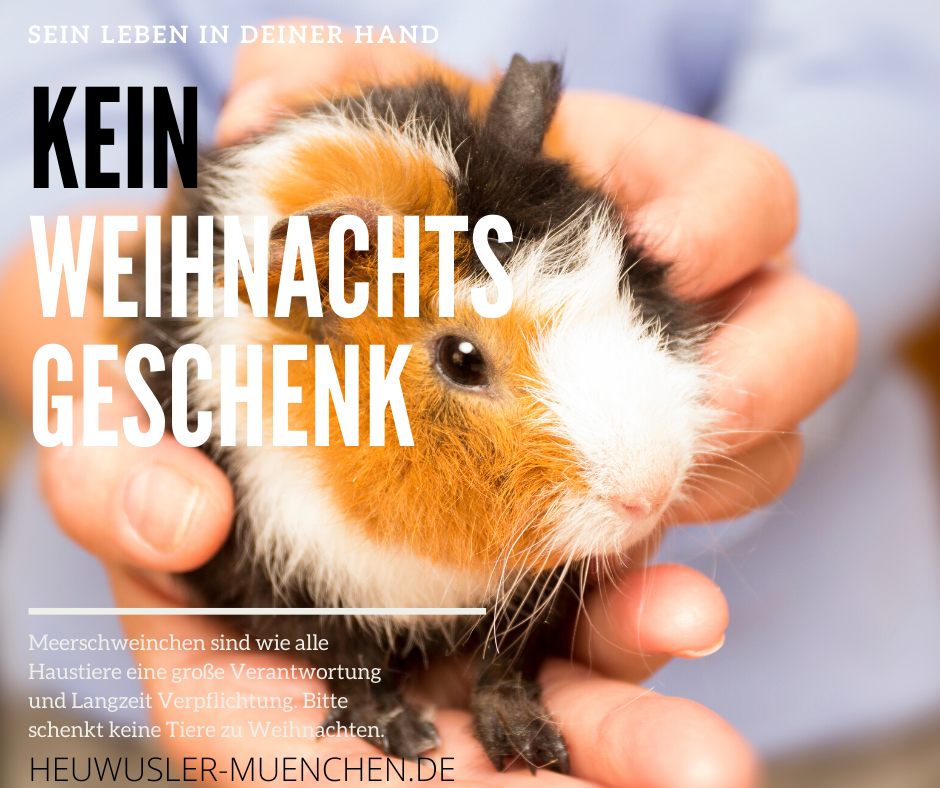 KeinWeihnachtsgeschenk22019