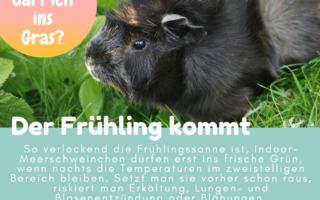 FruehlingGrasRaus