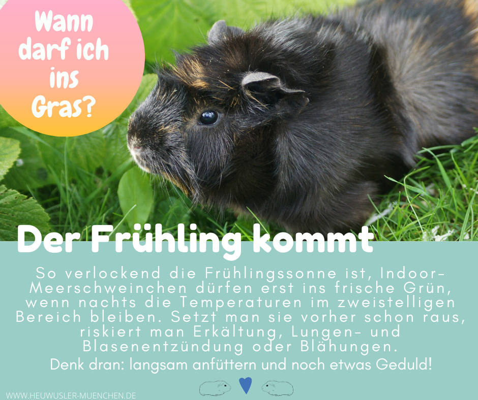 FruehlingGrasRaus
