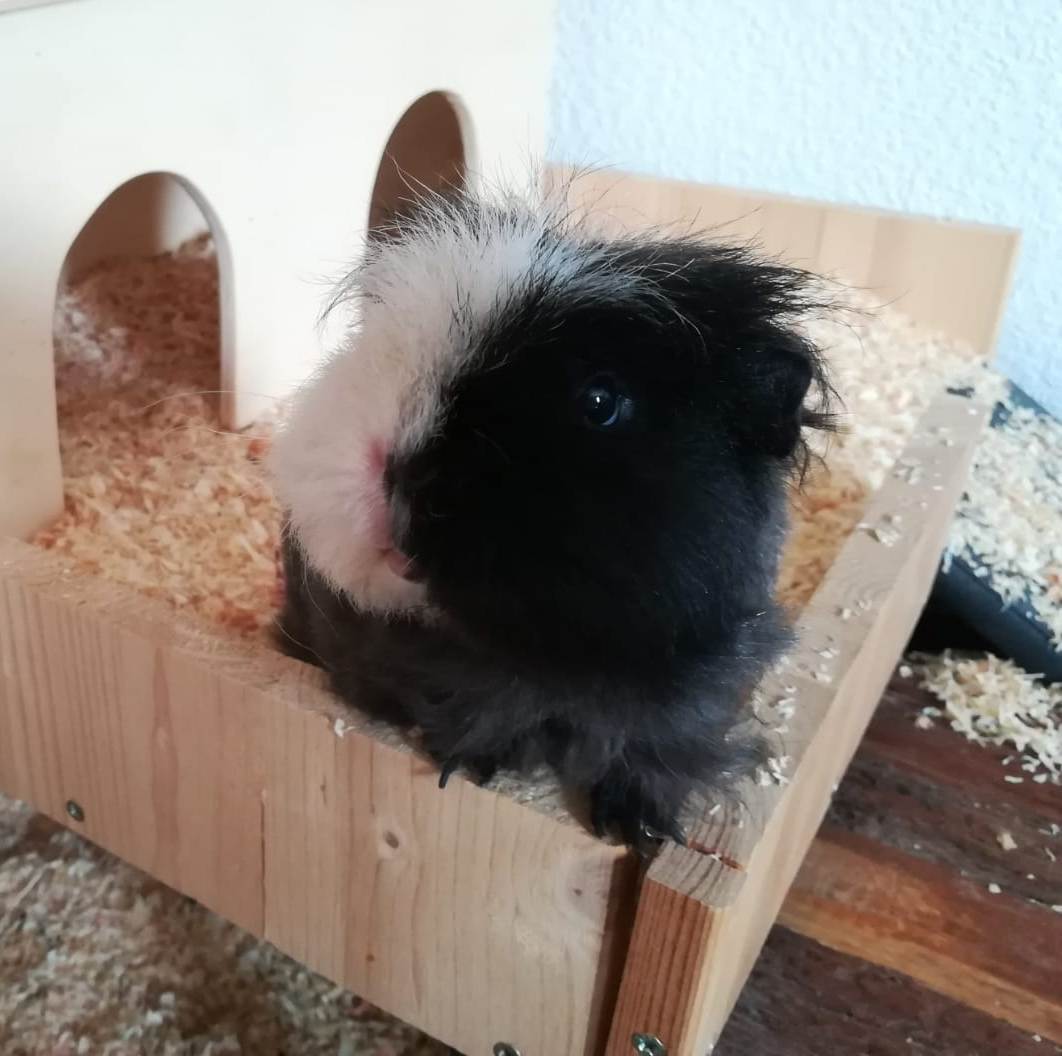 Cedric19080501
