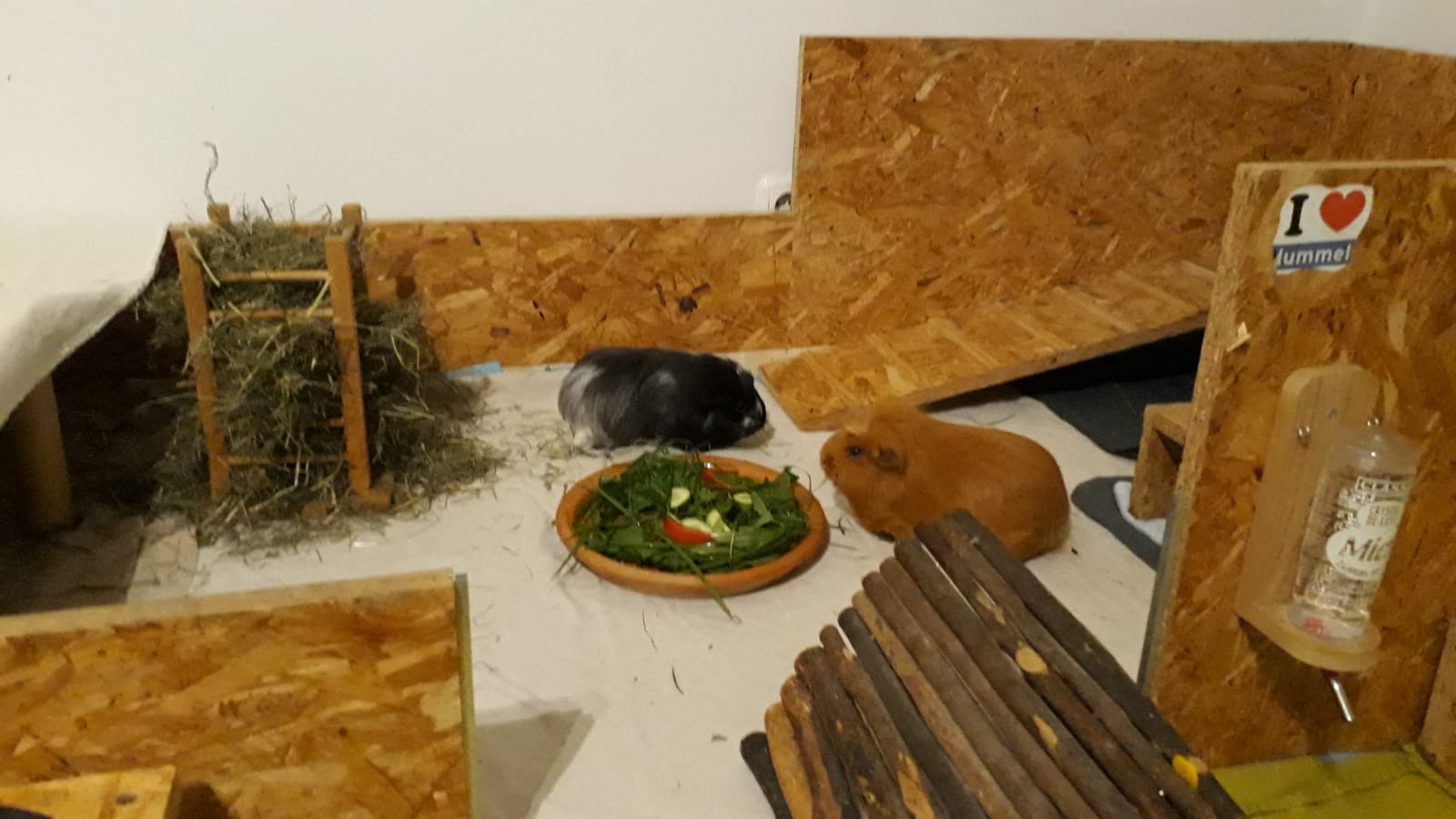 Chipsy1910014