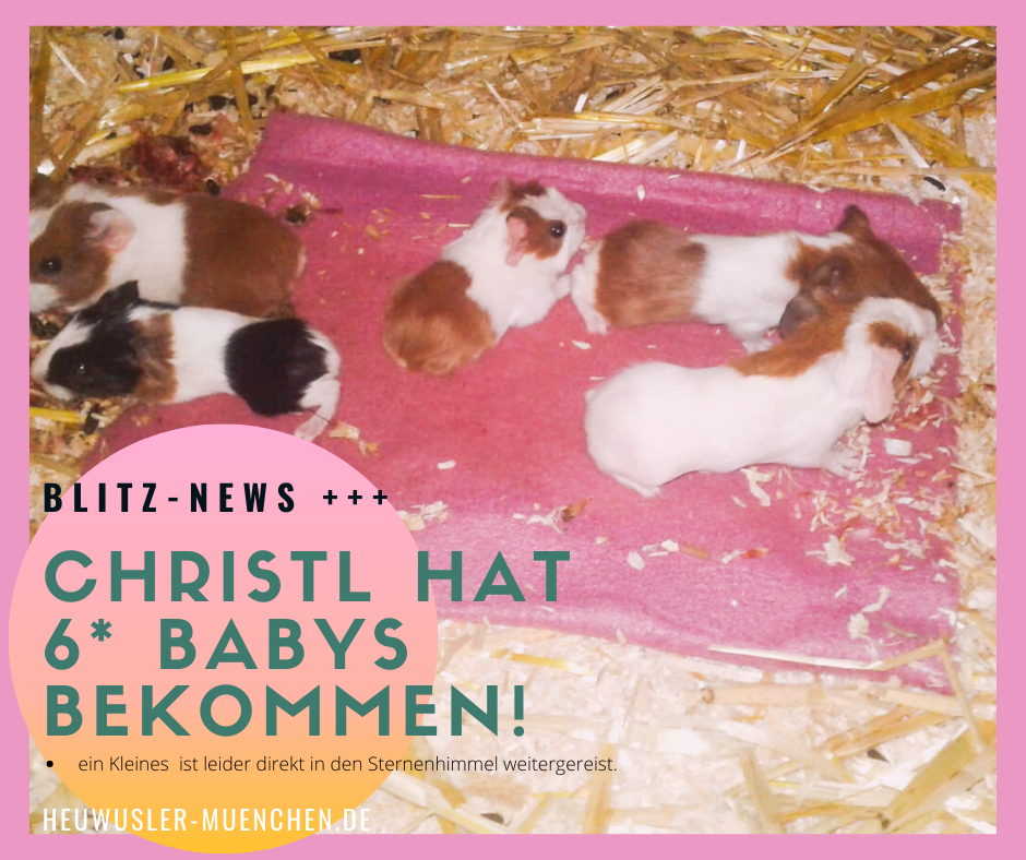ChristlBabys