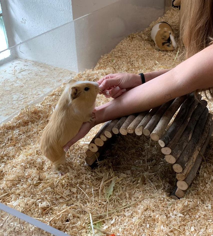 Cookie1908122