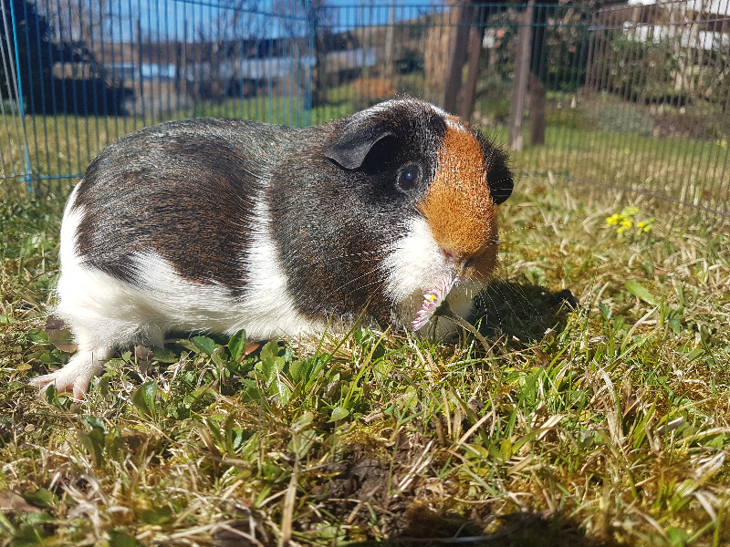 Gretel