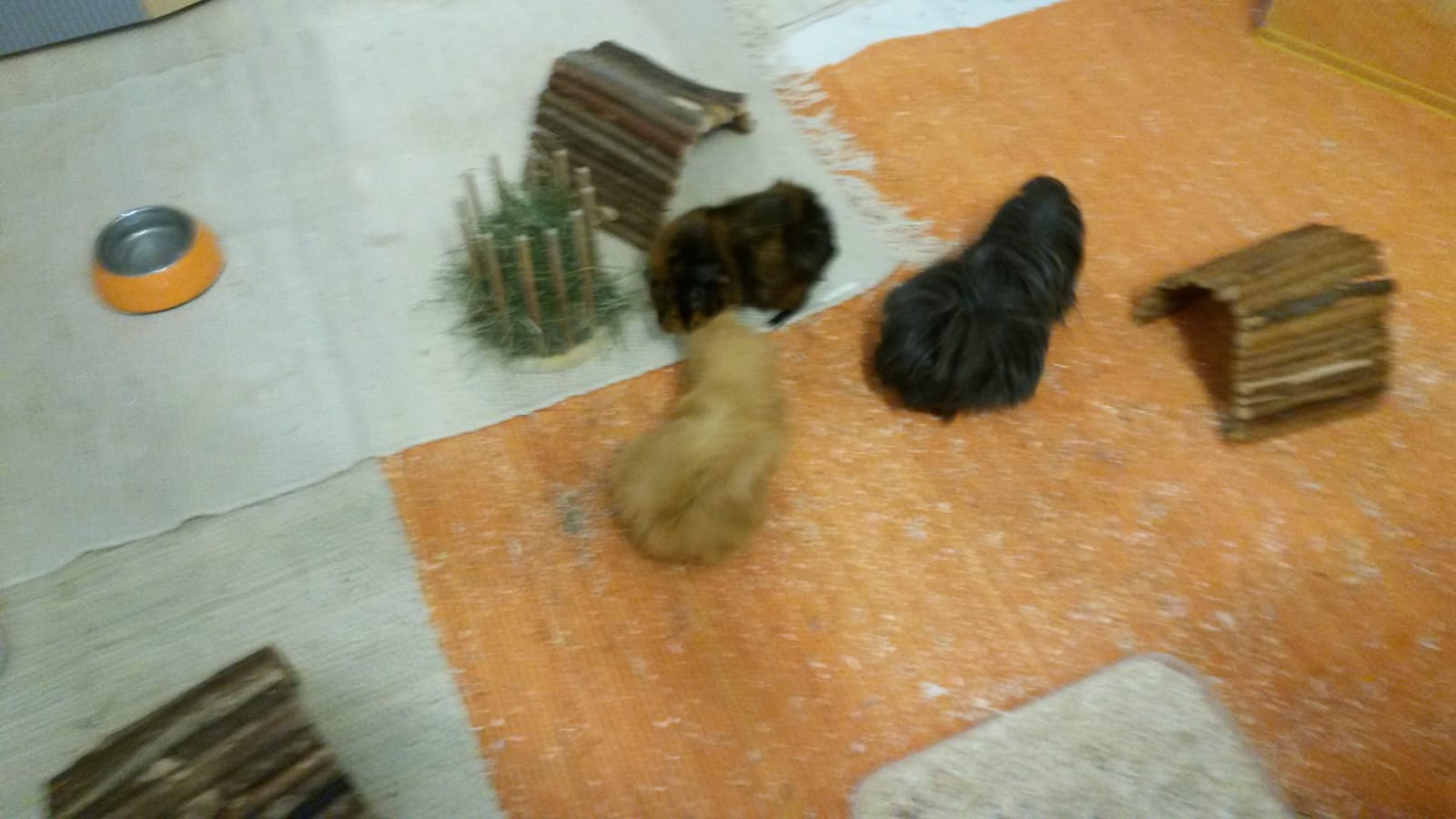 StruffiSissi19061701