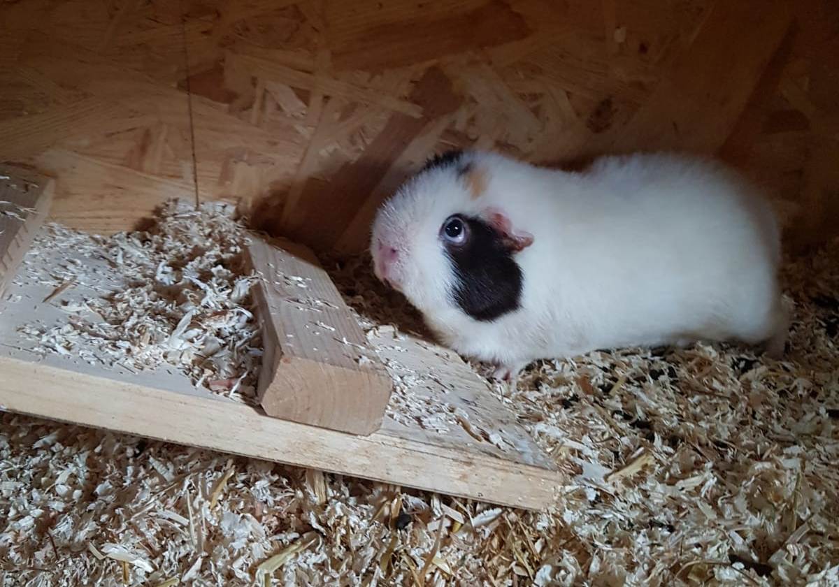 Olaf200105